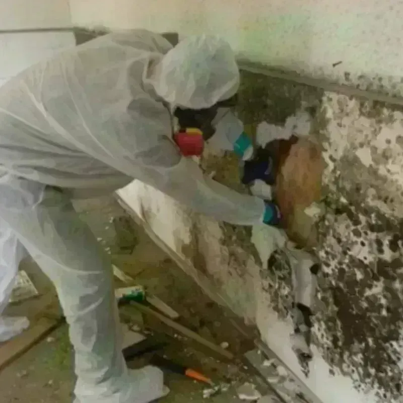 Mold Remediation and Removal in Osage County, KS